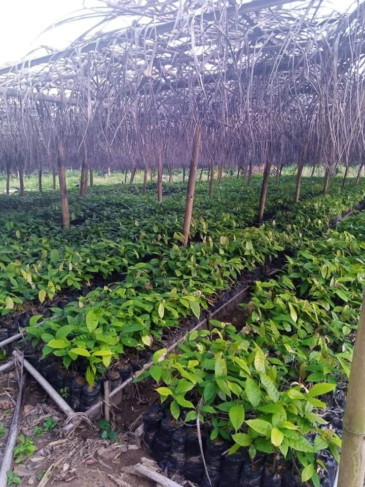 Cocoa nursery rows under shade netting