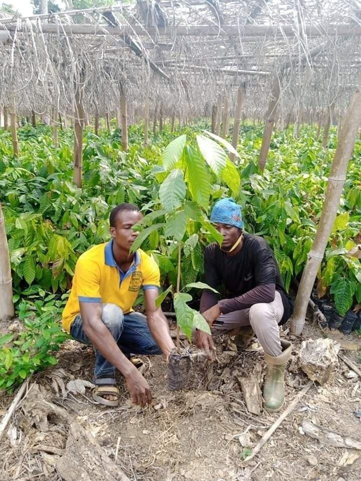 Terra team members working with seedlings in a community cocoa nursery