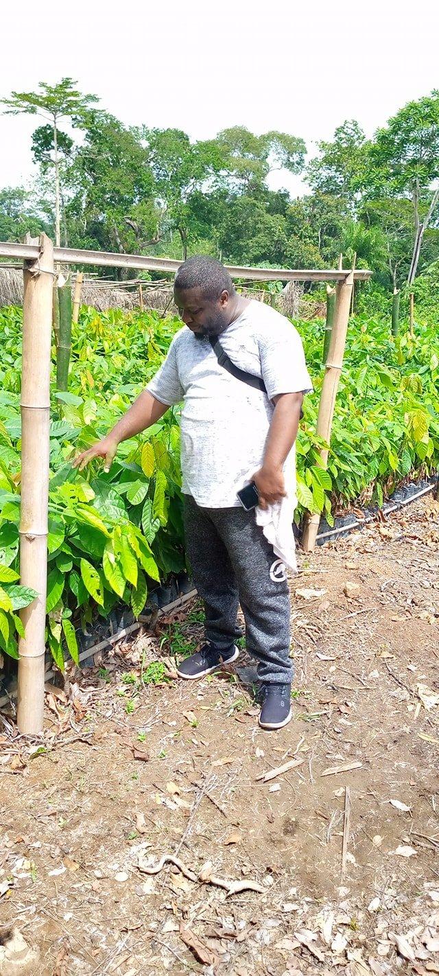 Inspecting young cocoa plants at a Terra nursery